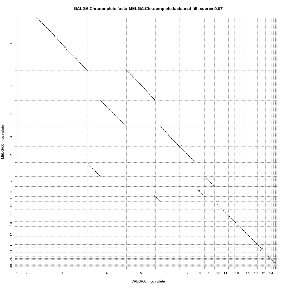 GALGA.Chr.complete.fasta-MELGA.Chr.complete.fasta.mat.filt.png